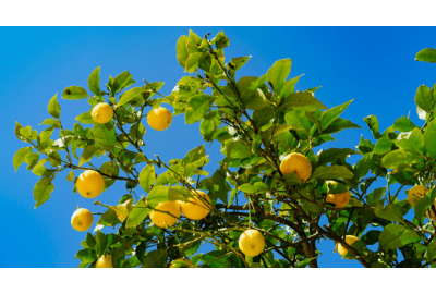 Quel système d'arrosage pour un arbre fruitier ? 